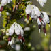 Erica imbricata - Photo (c) magriet b, μερικά δικαιώματα διατηρούνται (CC BY-SA), uploaded by magriet b