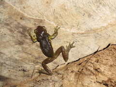 Trachycephalus coriaceus