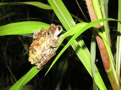Dendropsophus acreanus