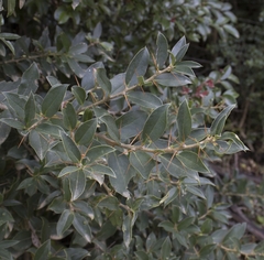 Archidasyphyllum diacanthoides