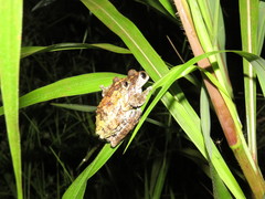Dendropsophus acreanus