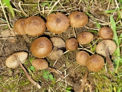 Inocybe calospora