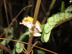 Dendropsophus delarivai