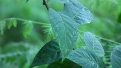 Cestrum elegans