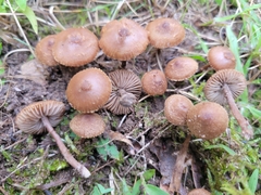 Inocybe calospora