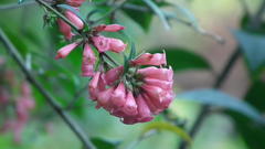 Cestrum elegans