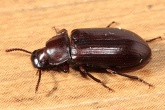 Neatus tenebrioides
