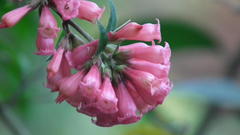 Cestrum elegans
