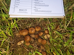 Inocybe calospora