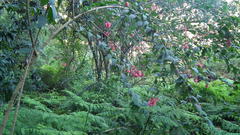 Cestrum elegans