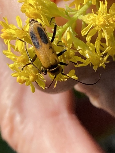 photo of Goldenrod Soldier Beetle (Chauliognathus pensylvanicus)