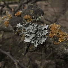 Lecanoromycetes