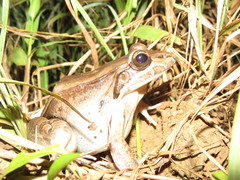 Leptodactylus bolivianus