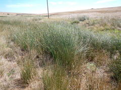 Juncus kraussii kraussii