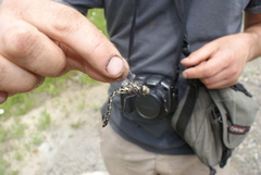 Gomphaeschna furcillata