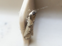 Pseudacrobasis tergestella