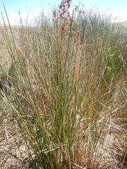 Juncus kraussii kraussii
