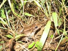 Leptodactylus bolivianus