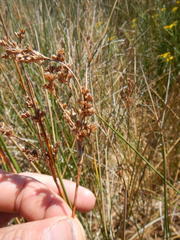 Juncus kraussii kraussii