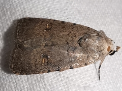 Caradrina flavirena