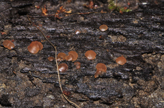 Orbilia luteorubella