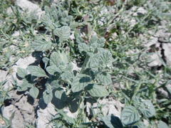 Heliotropium supinum