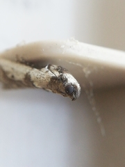 Pseudacrobasis tergestella