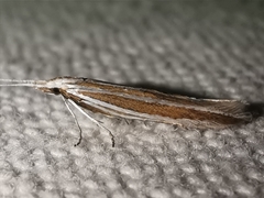 Coleophora bilineella