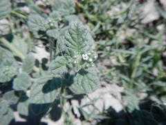 Heliotropium supinum