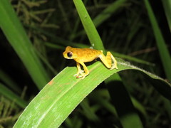 Dendropsophus delarivai