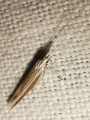 Coleophora bilineella