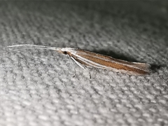 Coleophora bilineella