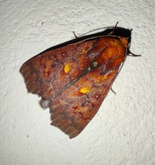 Rusicada combinans