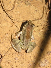 Leptodactylus leptodactyloides