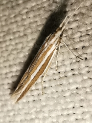 Coleophora bilineella