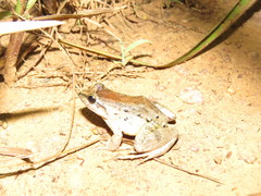 Leptodactylus leptodactyloides