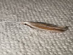 Coleophora bilineella