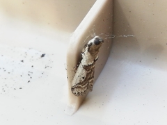 Pseudacrobasis tergestella