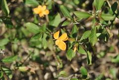 Barleria delagoensis