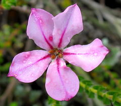 Acmadenia tetragona