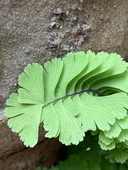 Adiantum aleuticum subpumilum