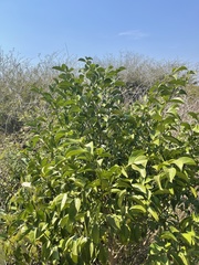 Suregada zanzibariensis