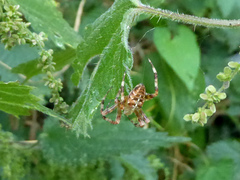 Araneus diadematus