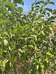 Suregada zanzibariensis