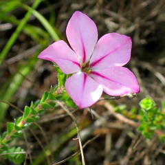 Acmadenia tetragona