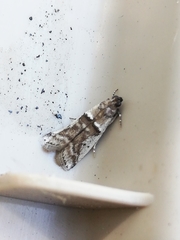 Pseudacrobasis tergestella