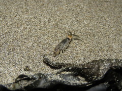 Megalorchestia pugettensis