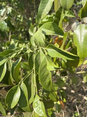 Suregada zanzibariensis