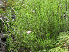 Acmadenia tetragona