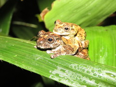 Dendropsophus acreanus